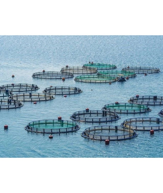 Sulfato de cobre para acuacultura | Quimicos Aguila