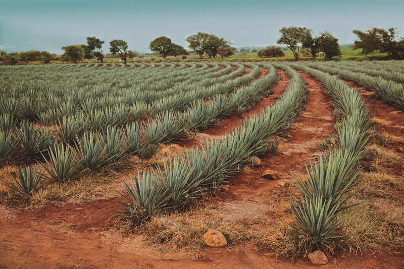 Sulfato de cobre para Agricultura | Quimicos Aguila